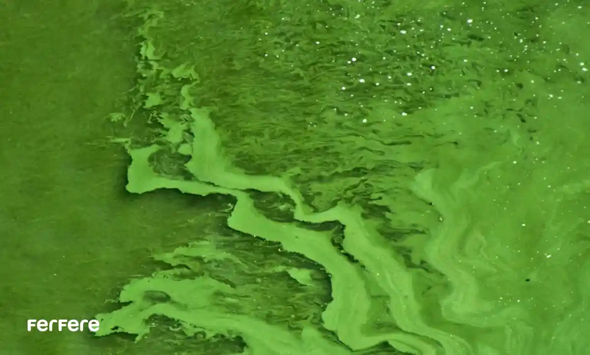 جلبک اسپیرولینا